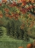 Image for Plott Creek Tree in Fall