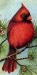 Image for Cardinal